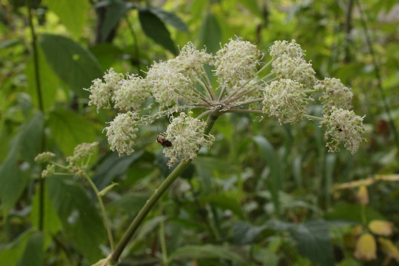 Изображение особи Angelica sylvestris.