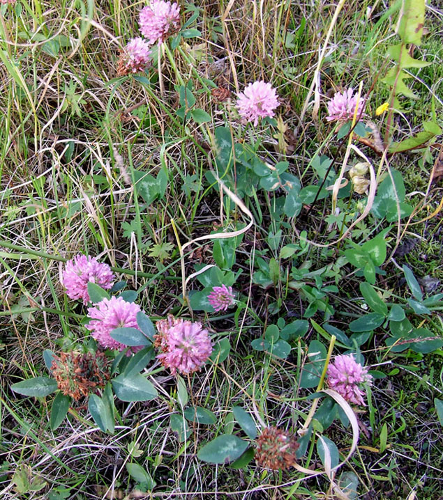 Изображение особи Trifolium pratense.