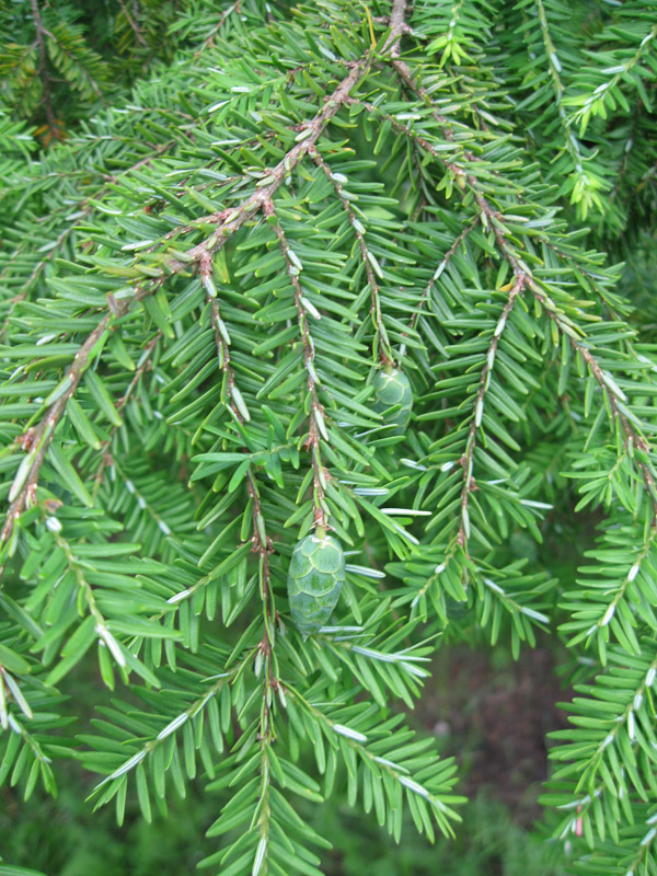 Изображение особи Tsuga canadensis.