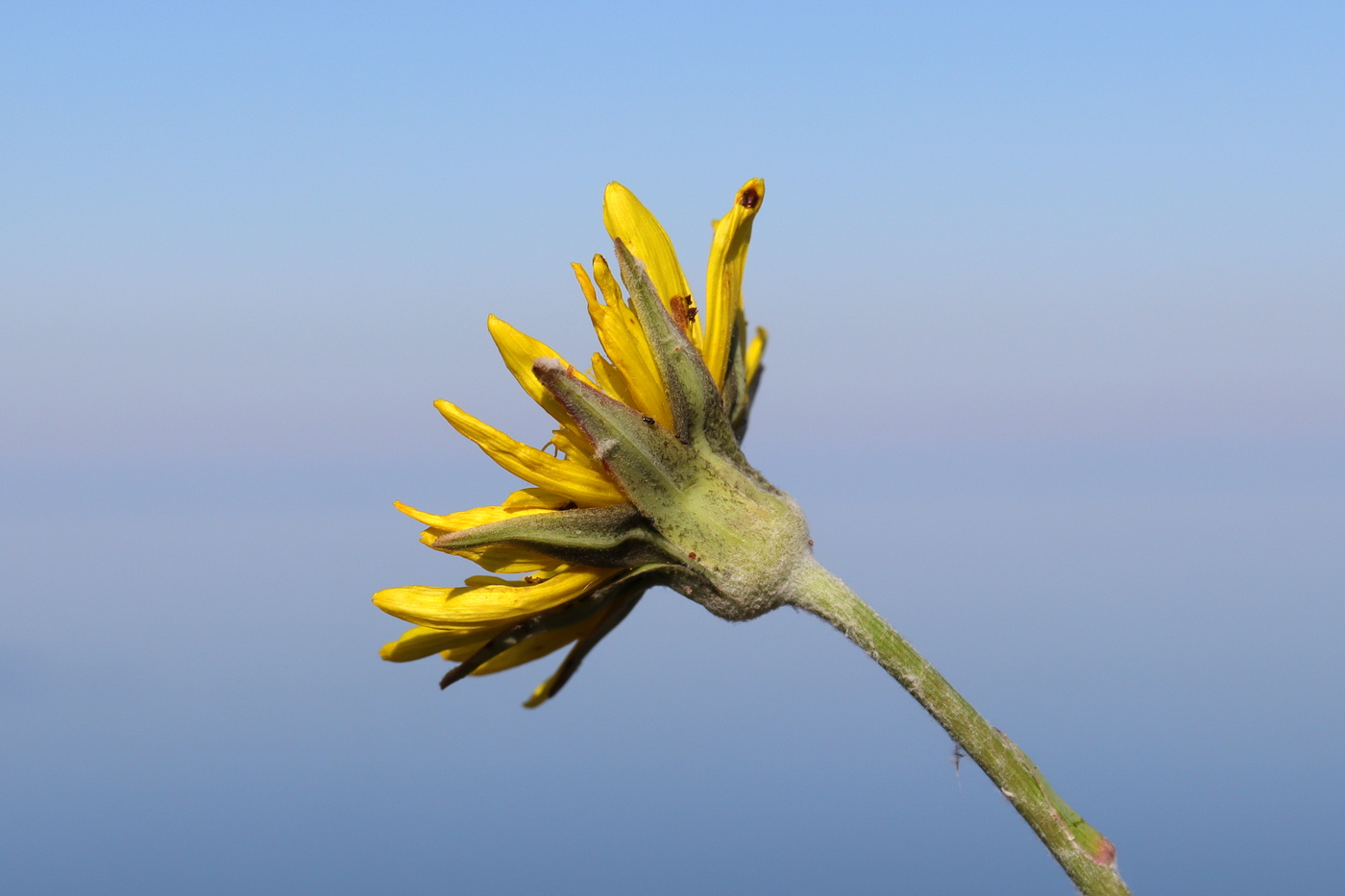 Image of Tragopogon elatior specimen.