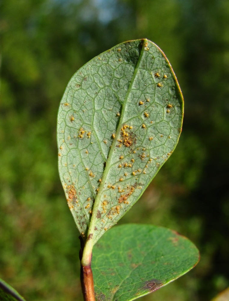 Image of Vaccinium uliginosum specimen.