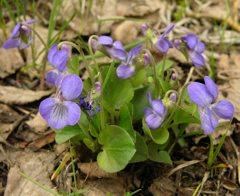 Image of Viola rupestris specimen.