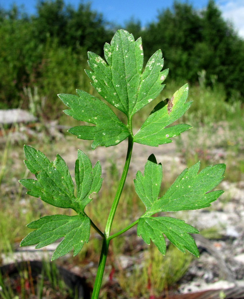 Image of Ranunculus repens specimen.