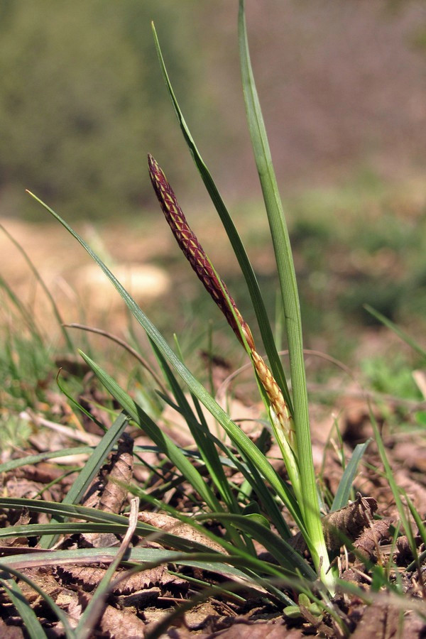 Изображение особи Carex cuspidata.