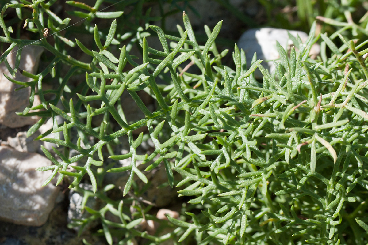 Image of Achillea abrotanoides specimen.