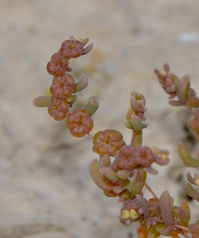 Image of Tetradiclis tenella specimen.