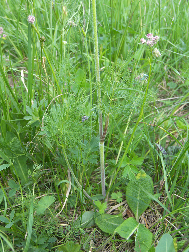 Image of Chaerophyllum millefolium specimen.