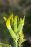 Astragalus chlorodontus