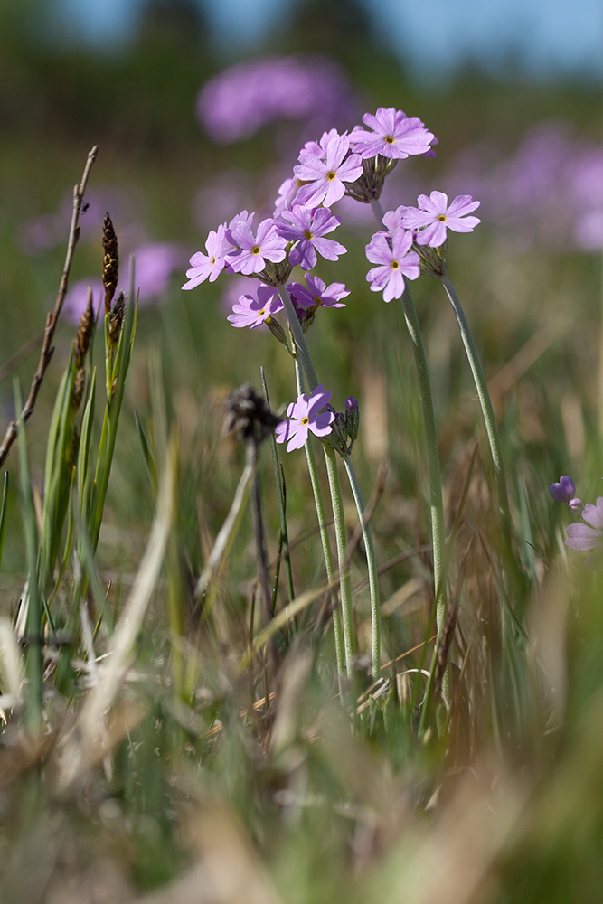 Изображение особи Primula farinosa.