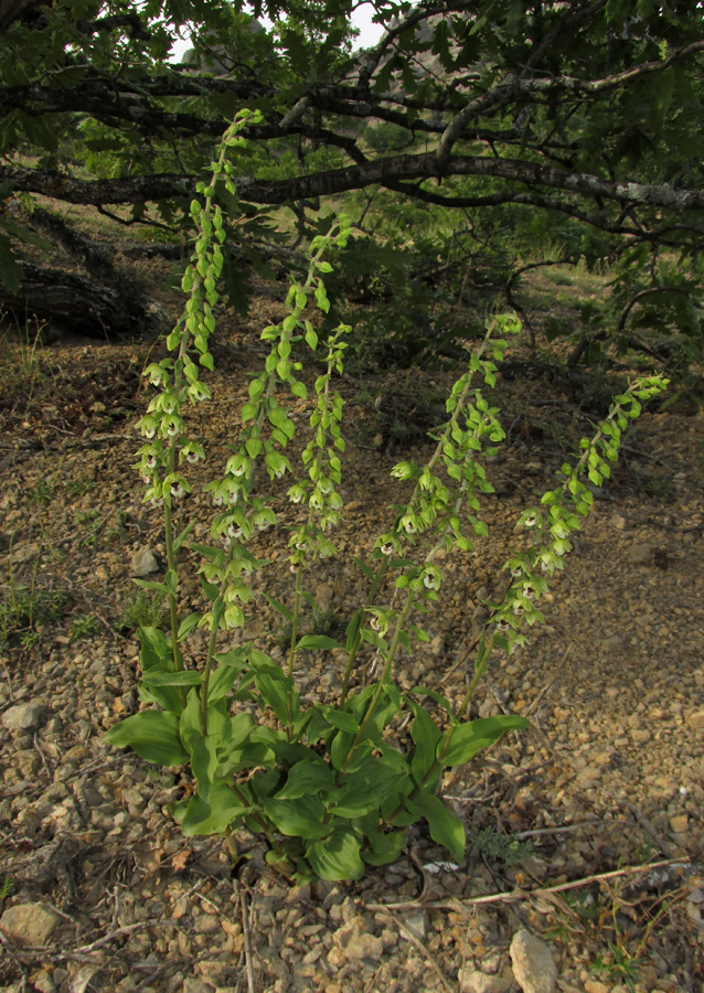 Image of Epipactis helleborine specimen.