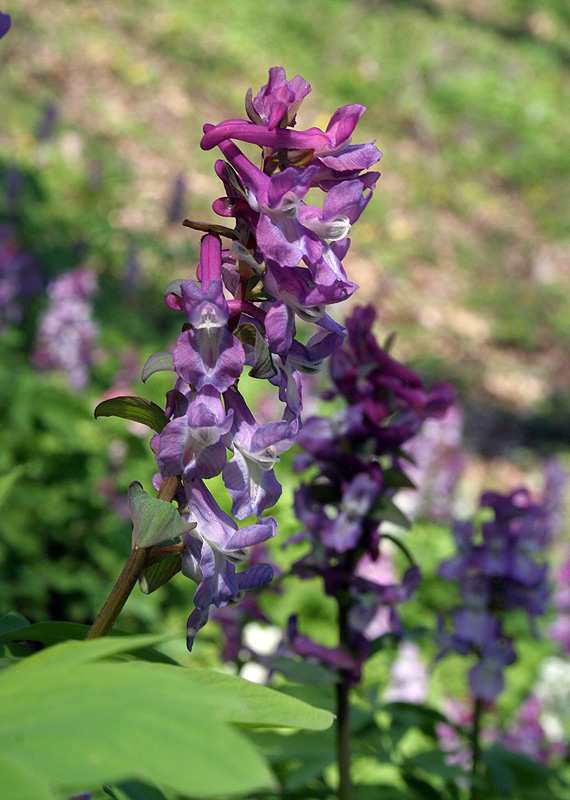 Изображение особи Corydalis cava.