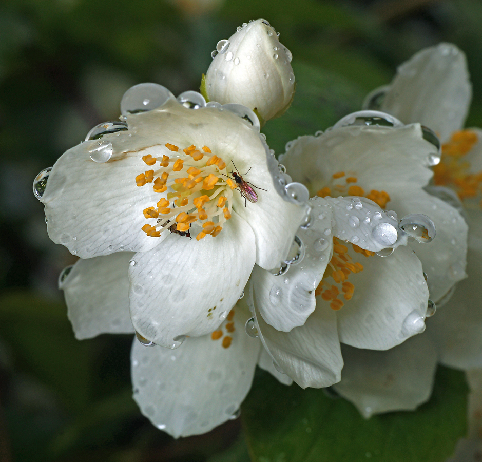 Изображение особи Philadelphus coronarius.