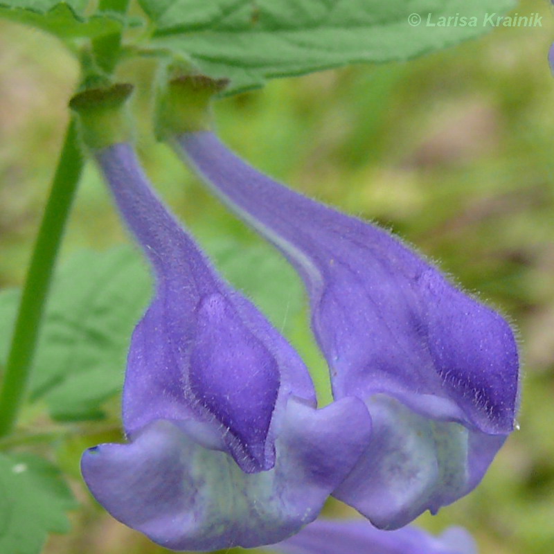 Image of Scutellaria krasevii specimen.