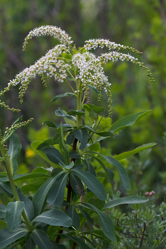 Изображение особи Sibiraea altaiensis.