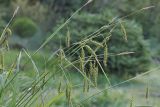 Carex arnellii