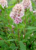 Spiraea humilis