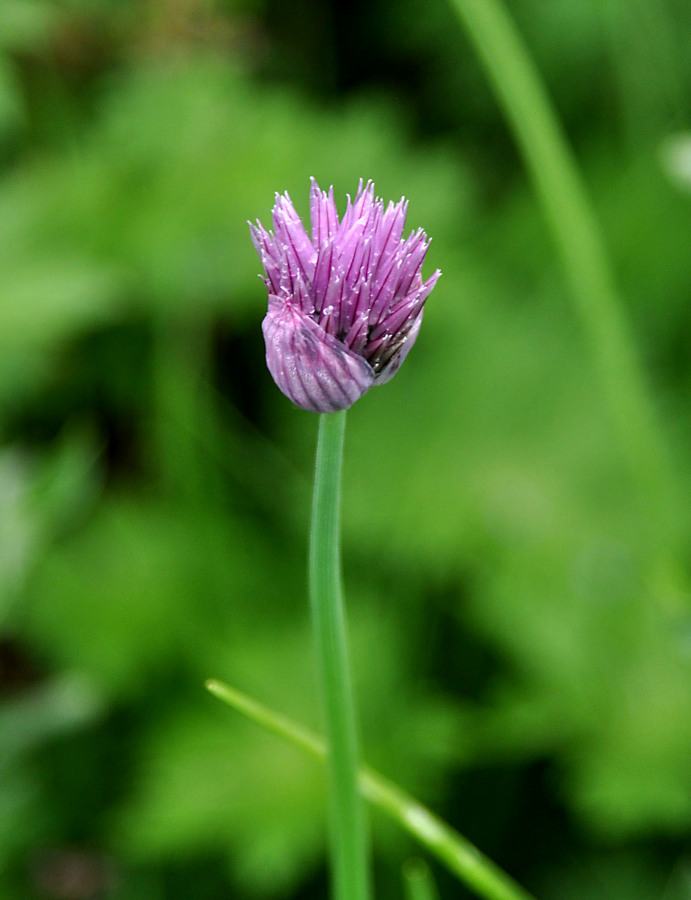 Image of Allium schoenoprasum specimen.