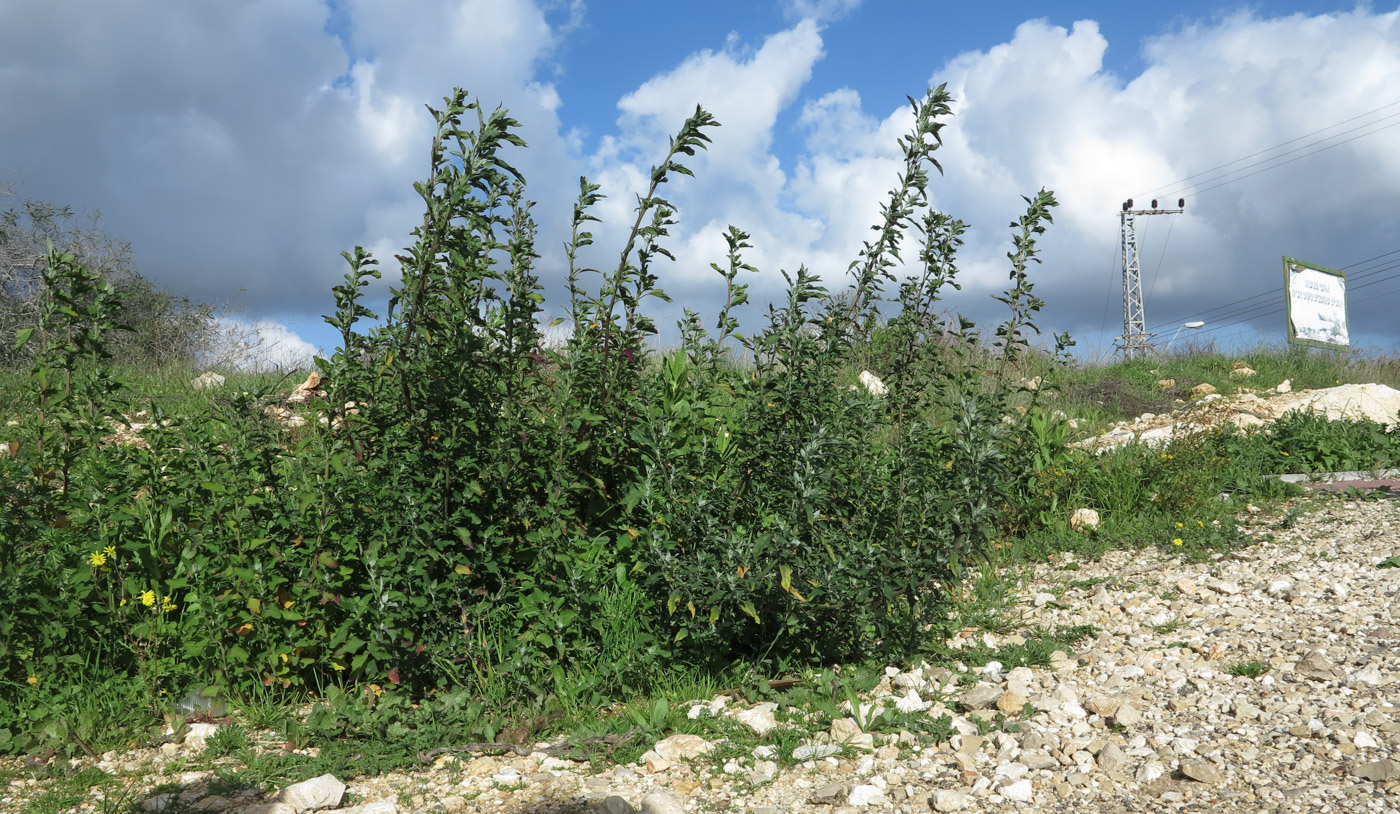 Изображение особи Chenopodium album.