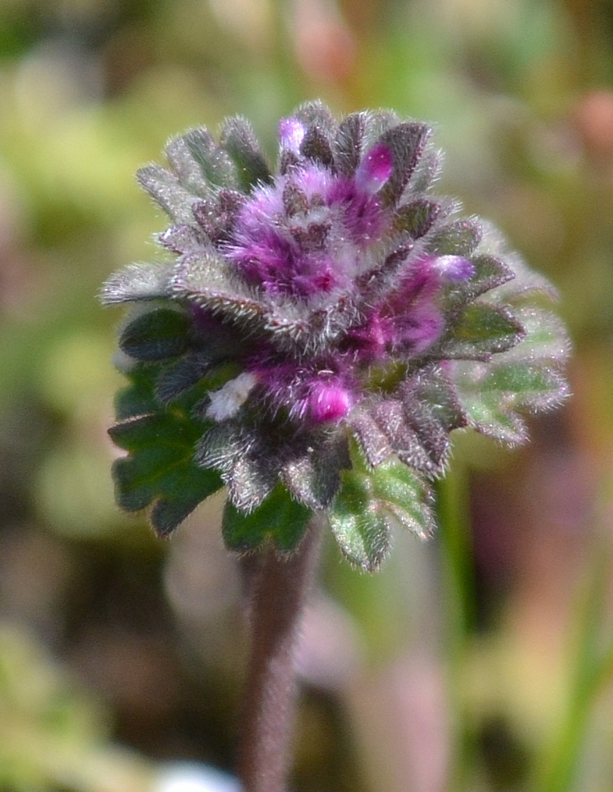 Image of Lamium amplexicaule specimen.