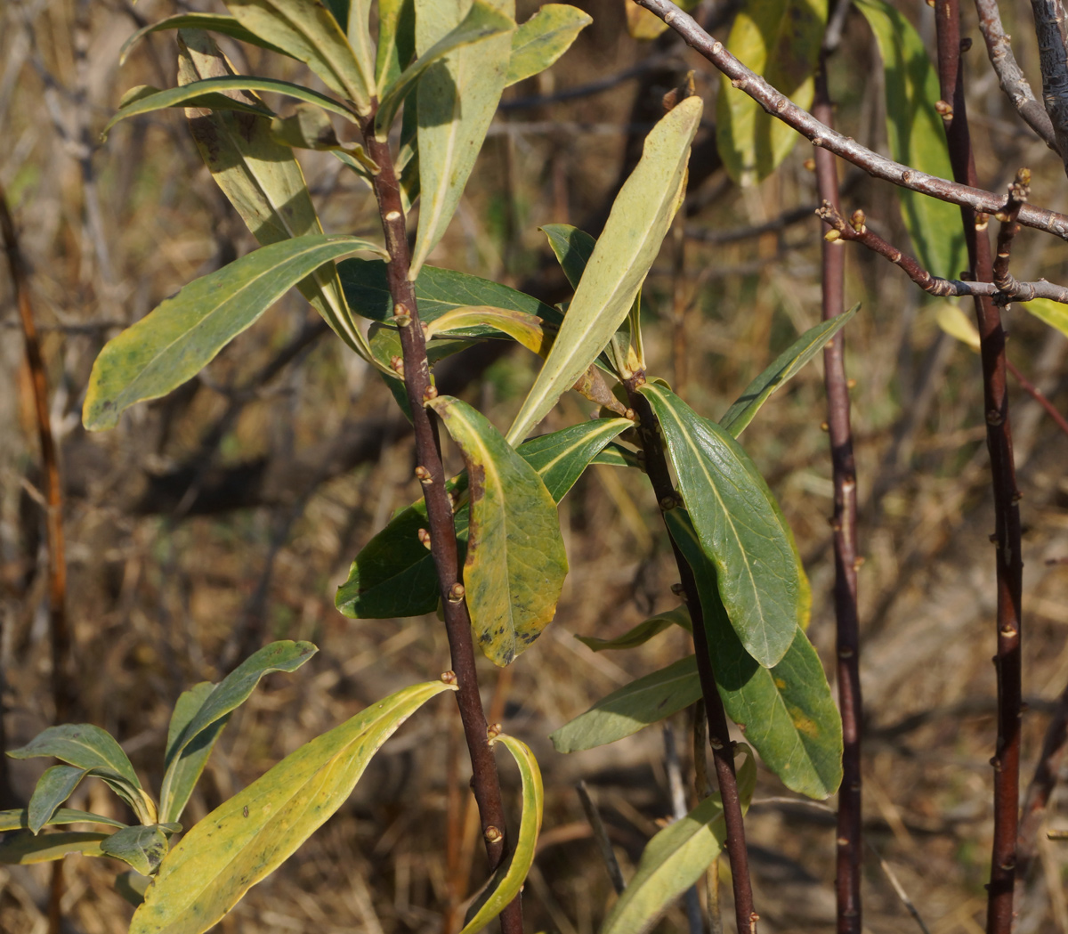 Image of Daphne altaica specimen.