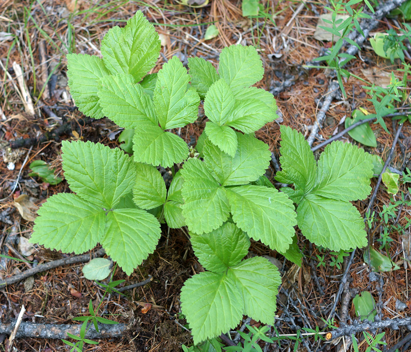 Image of Rubus saxatilis specimen.