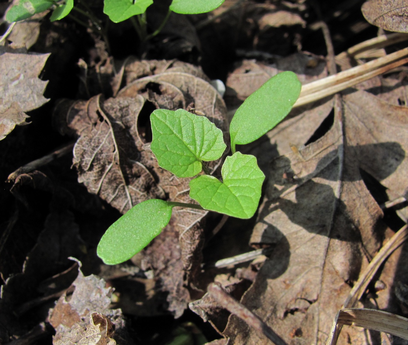 Image of Alliaria petiolata specimen.