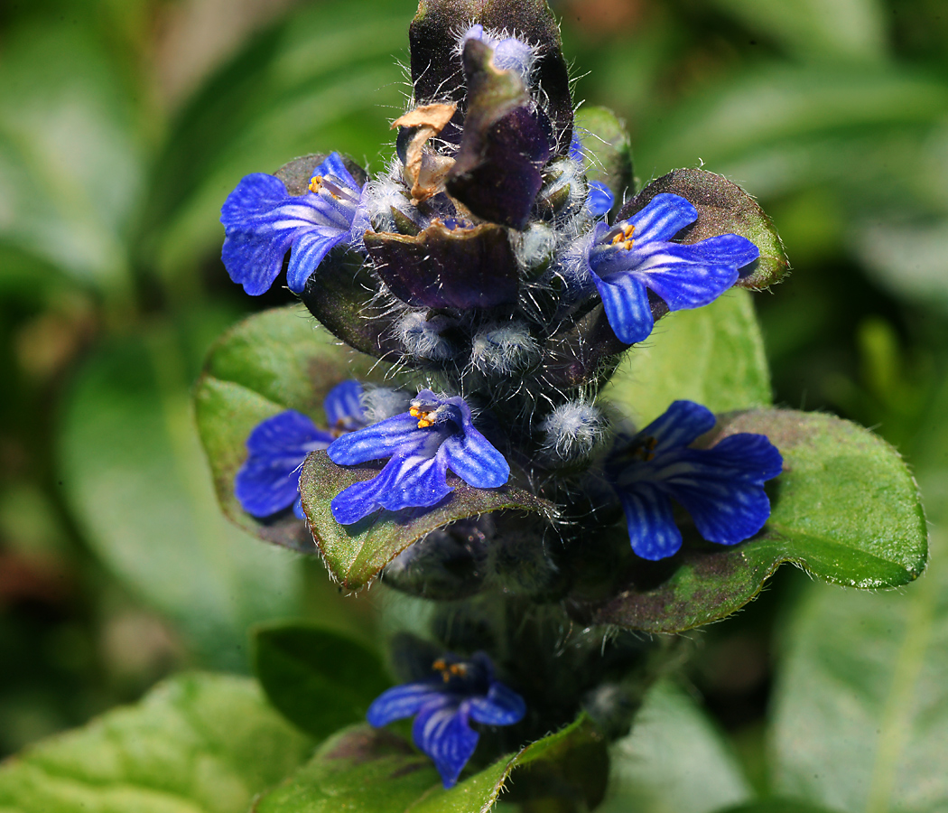 Image of Ajuga reptans specimen.