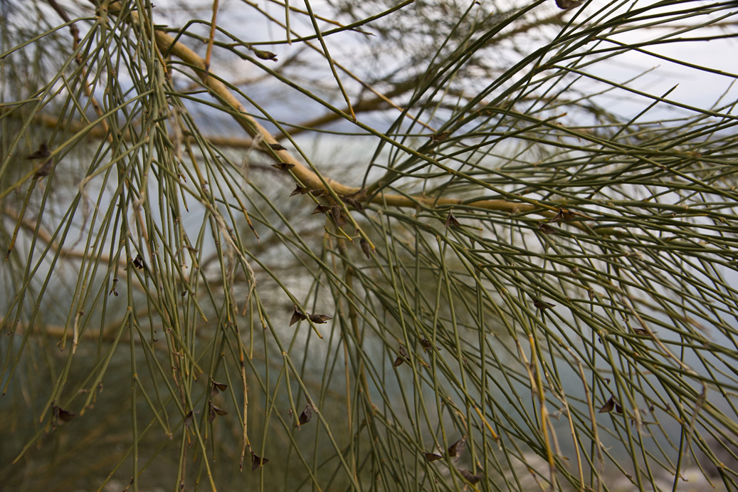 Image of Genista aetnensis specimen.