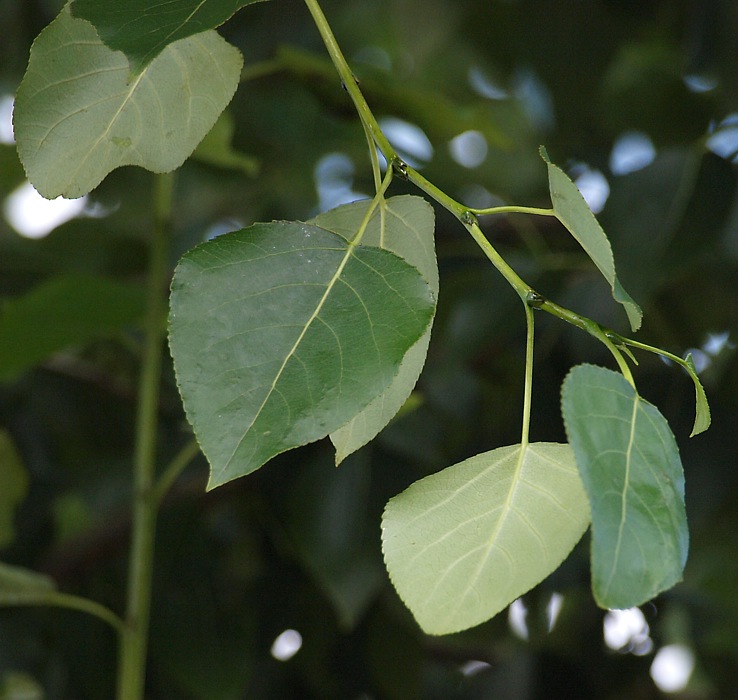 Image of Populus &times; sibirica specimen.