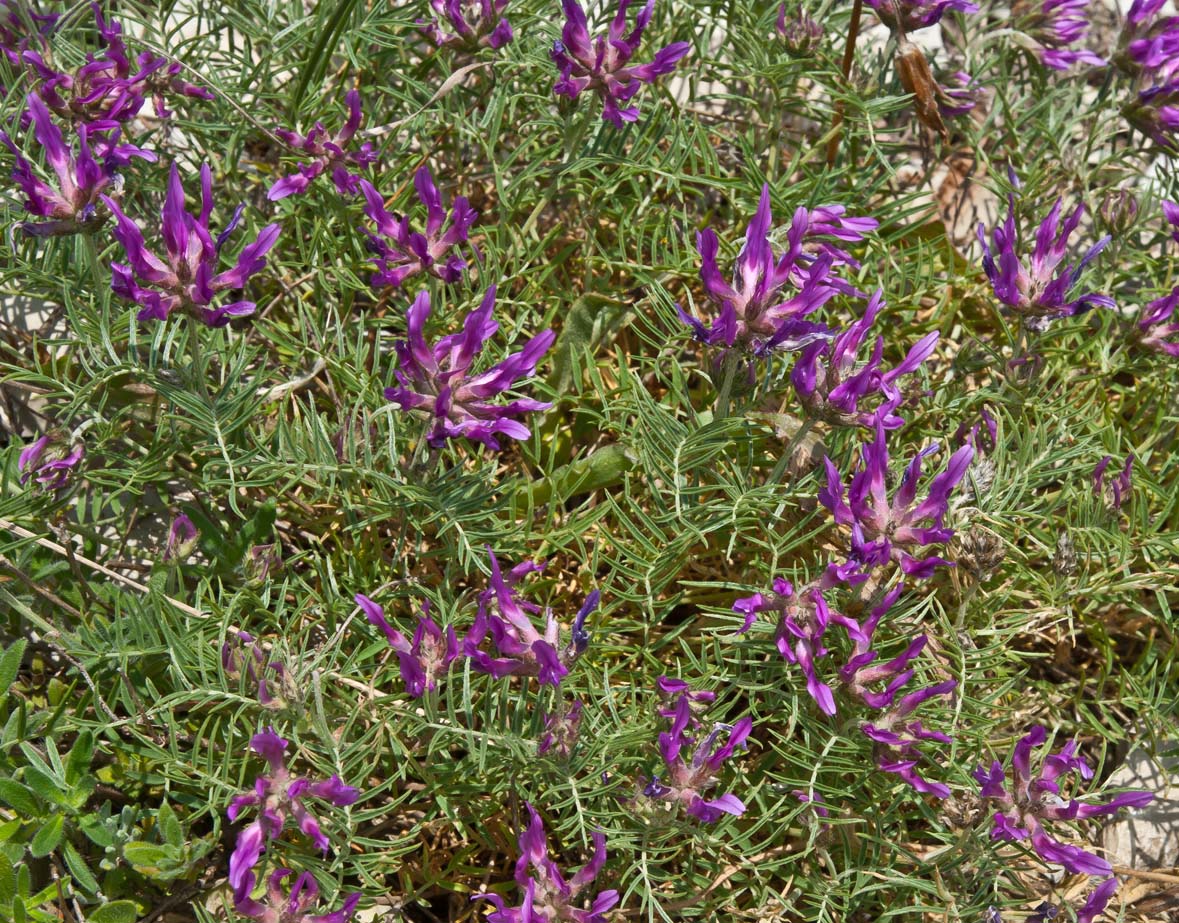 Изображение особи Astragalus circassicus.