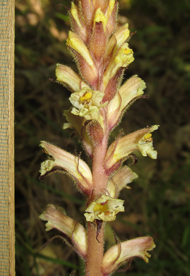 Image of Orobanche hederae specimen.