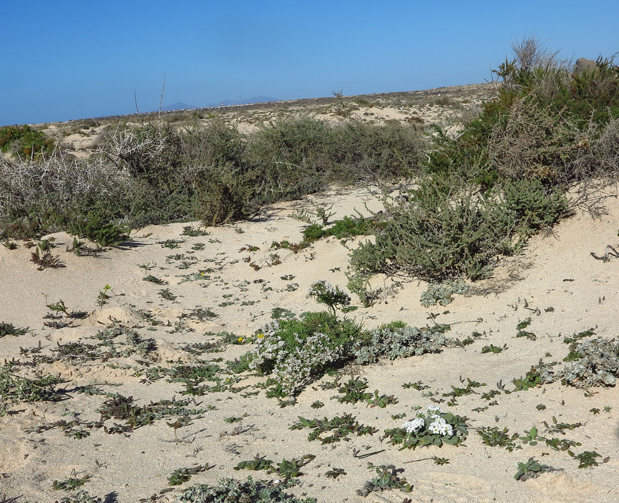 Image of Limonium papillatum specimen.