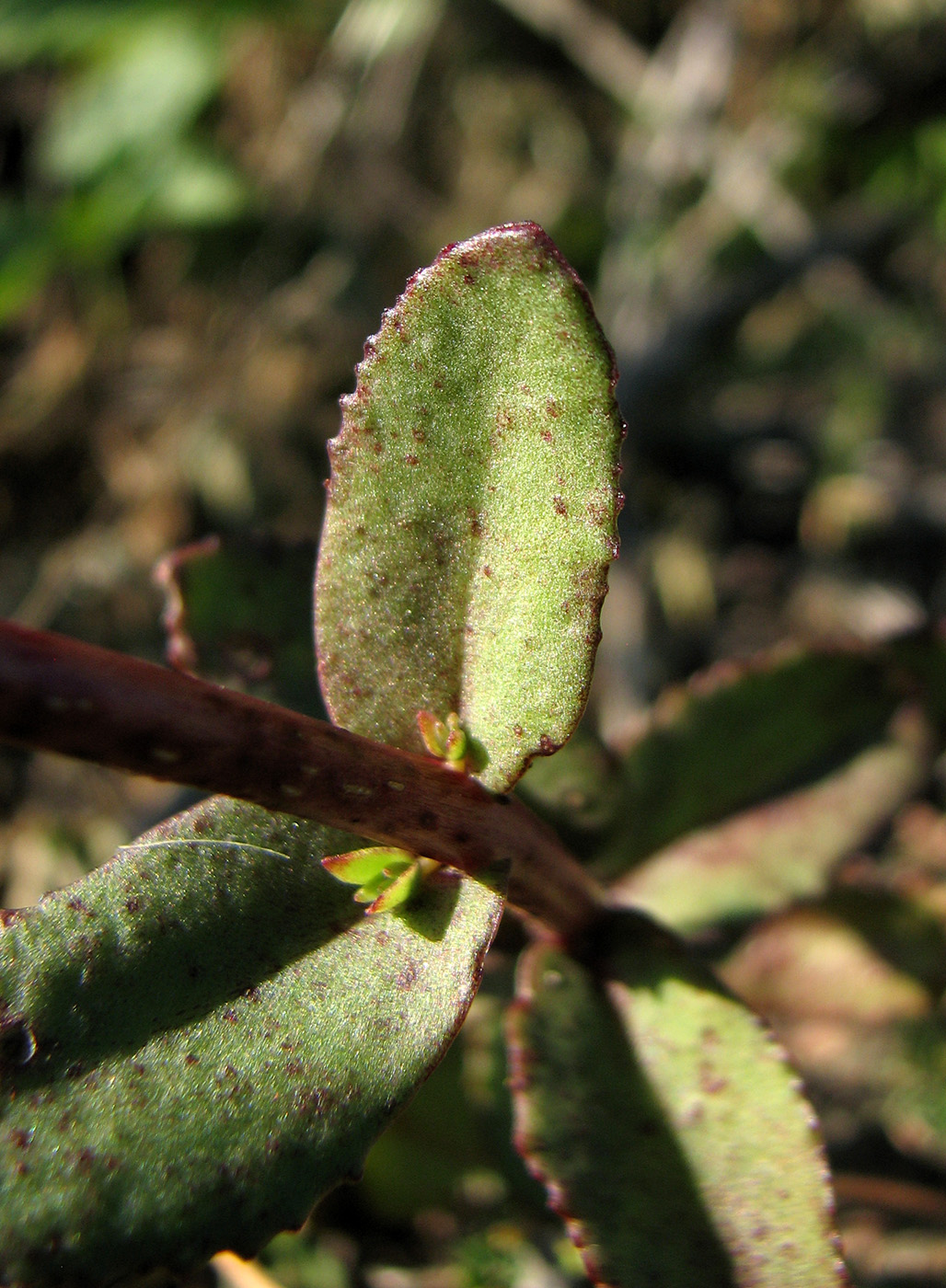 Image of genus Hylotelephium specimen.