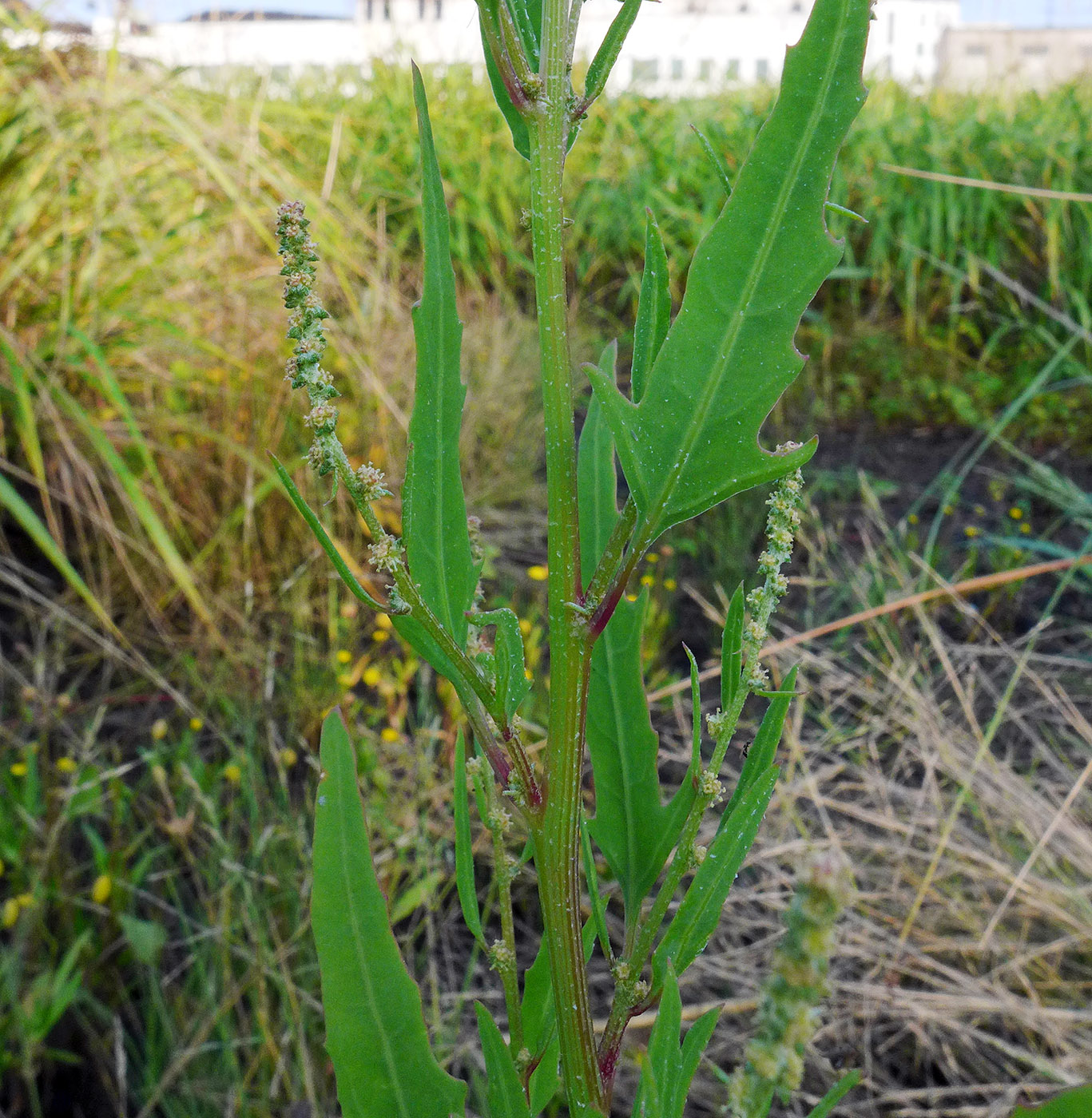 Image of Atriplex subcordata specimen.