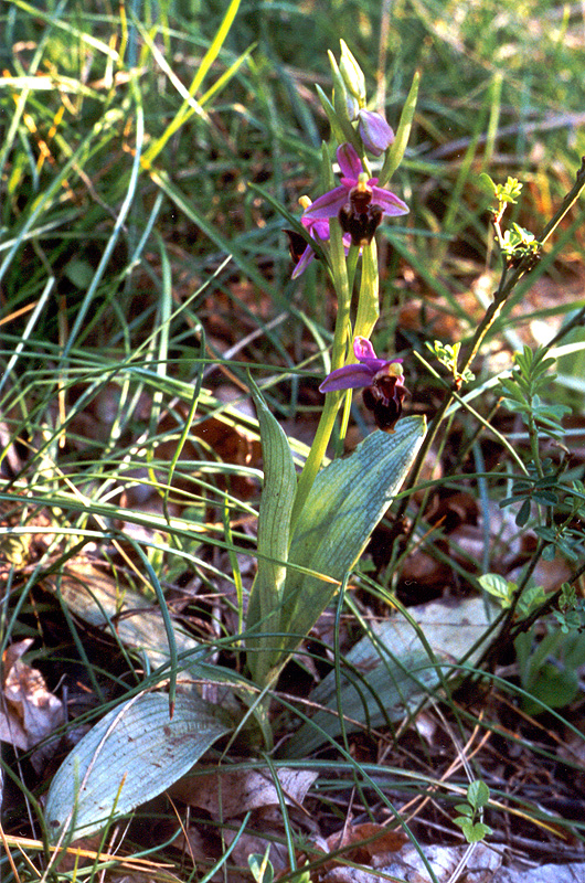 Image of Ophrys oestrifera specimen.