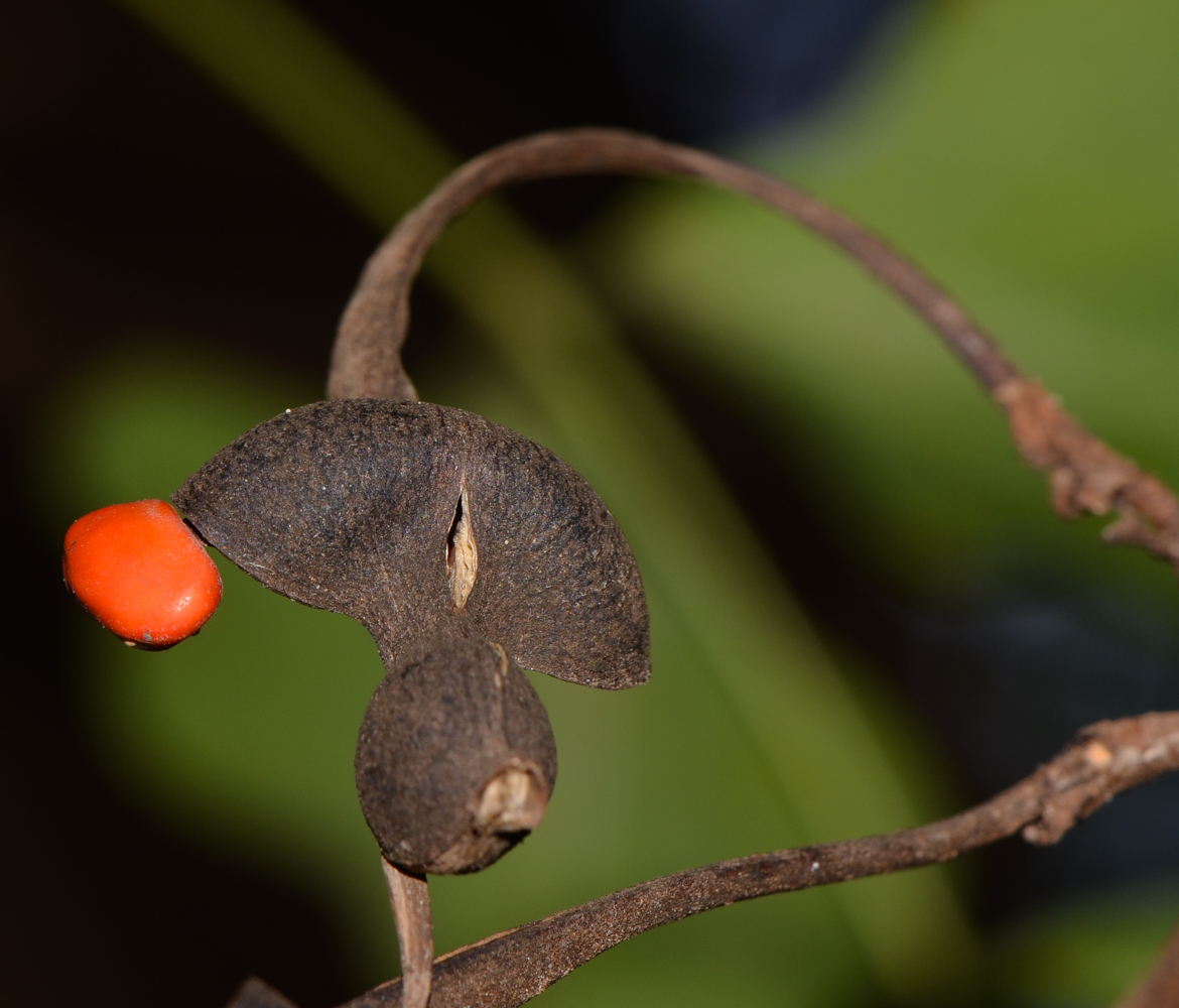 Image of Erythrina corallodendron specimen.