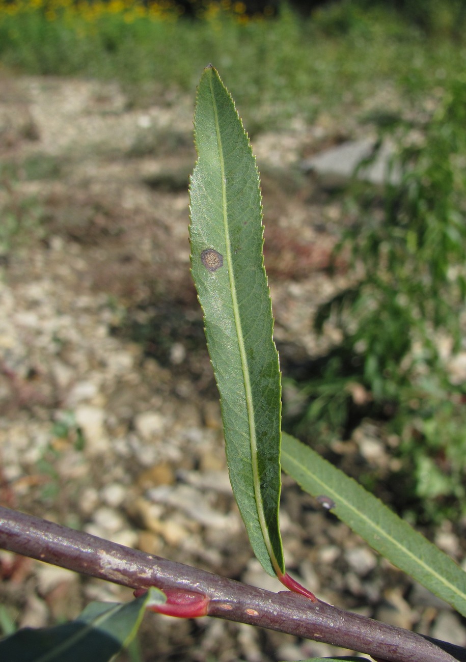 Изображение особи Salix elbursensis.