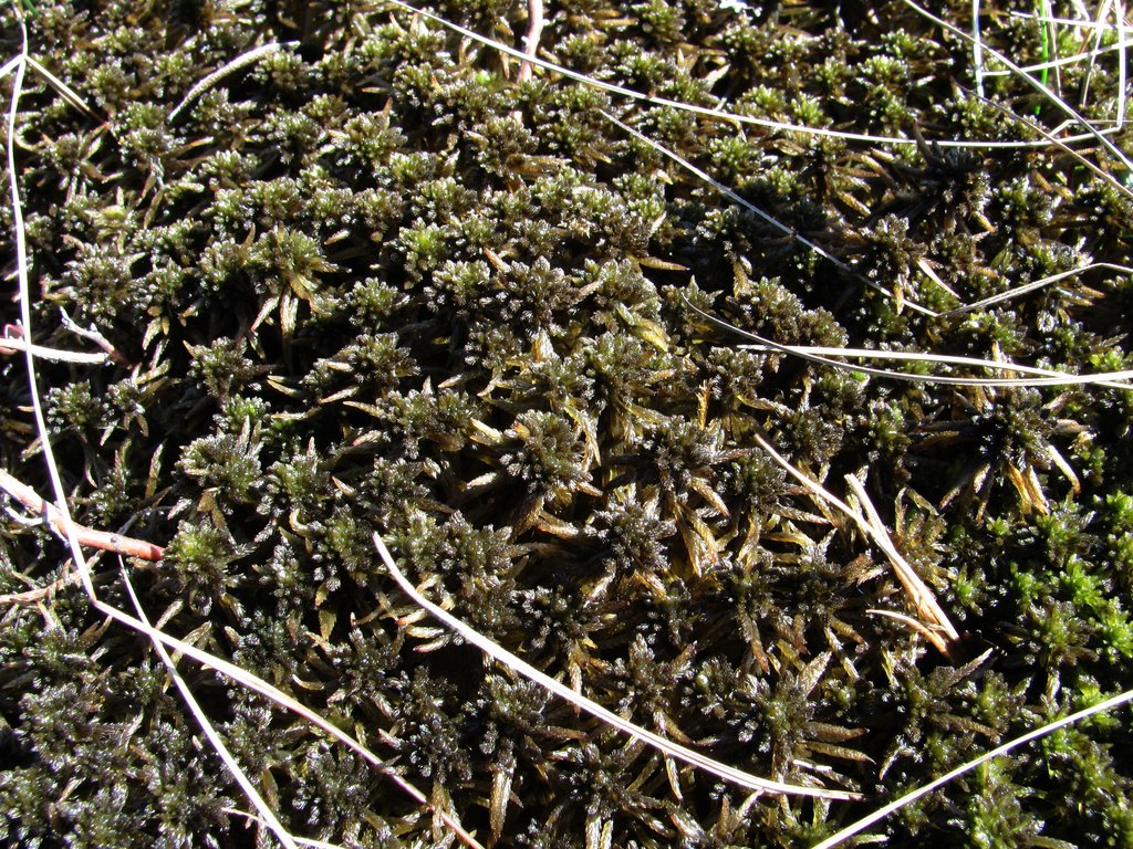 Image of genus Sphagnum specimen.