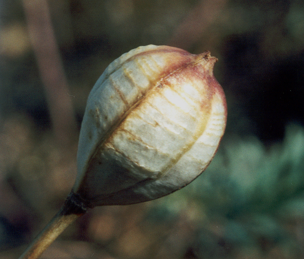 Image of Tulipa scythica specimen.