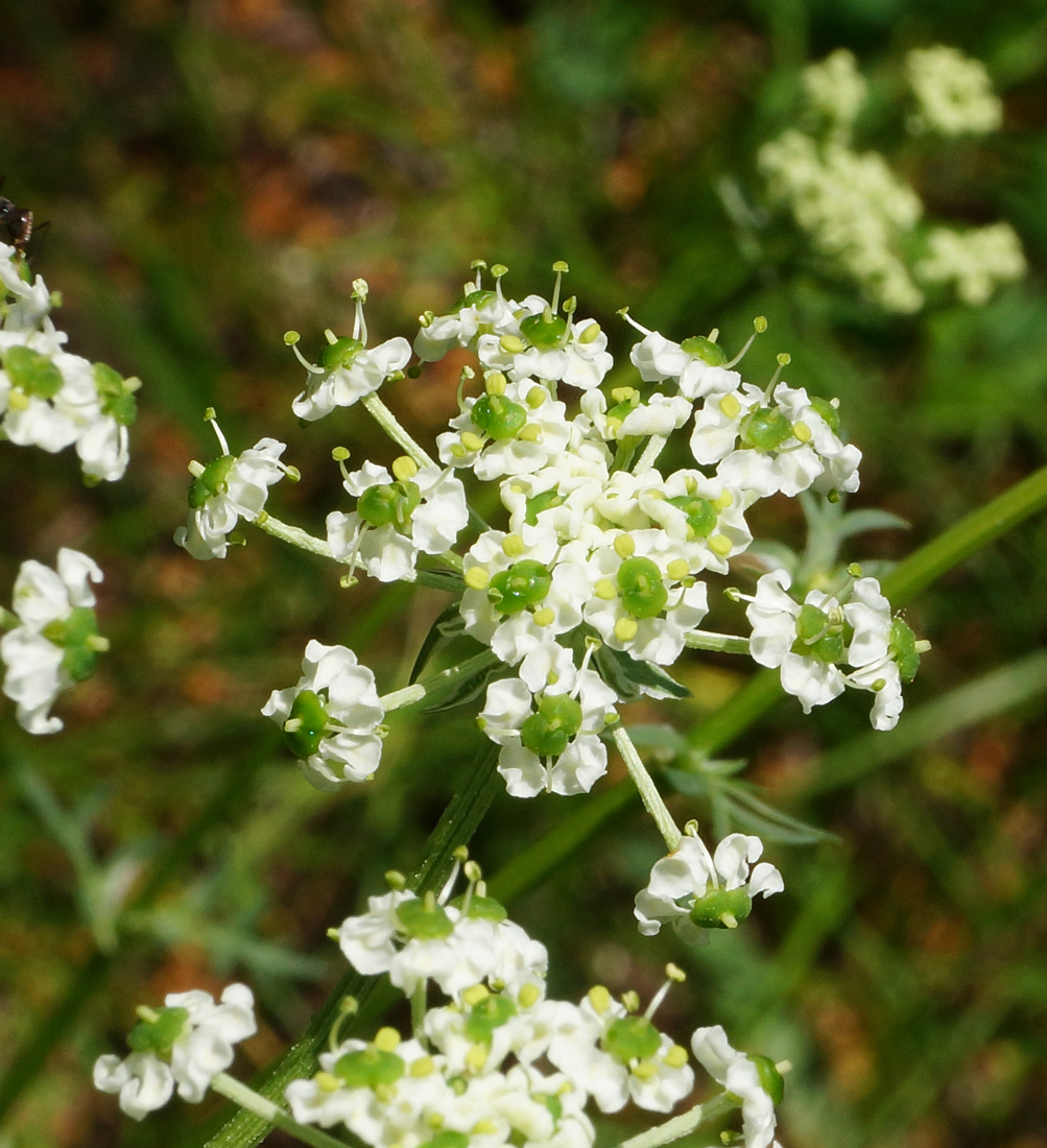 Image of Chaerophyllum prescottii specimen.