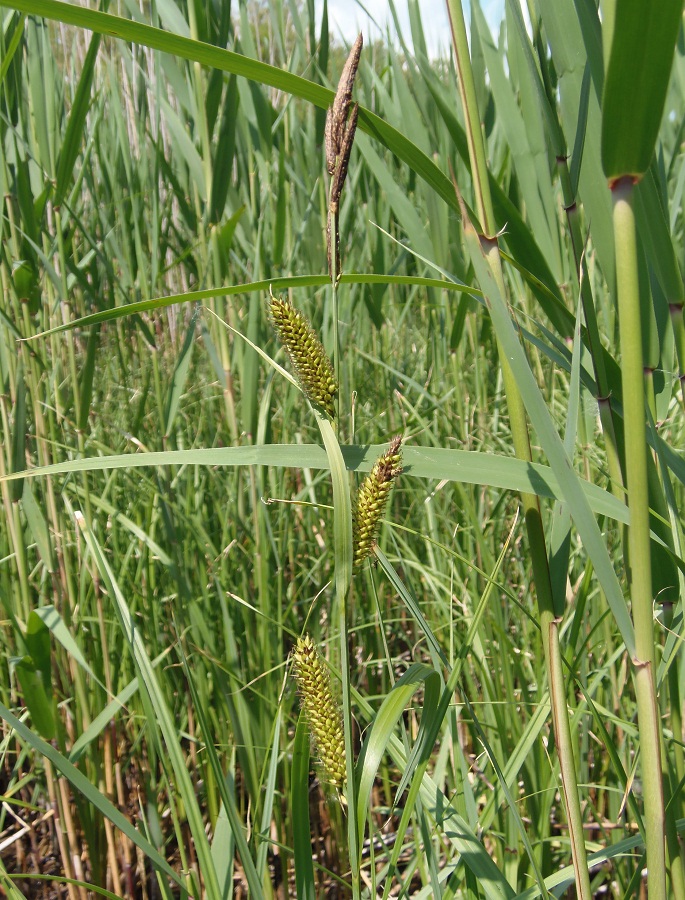 Изображение особи Carex riparia.