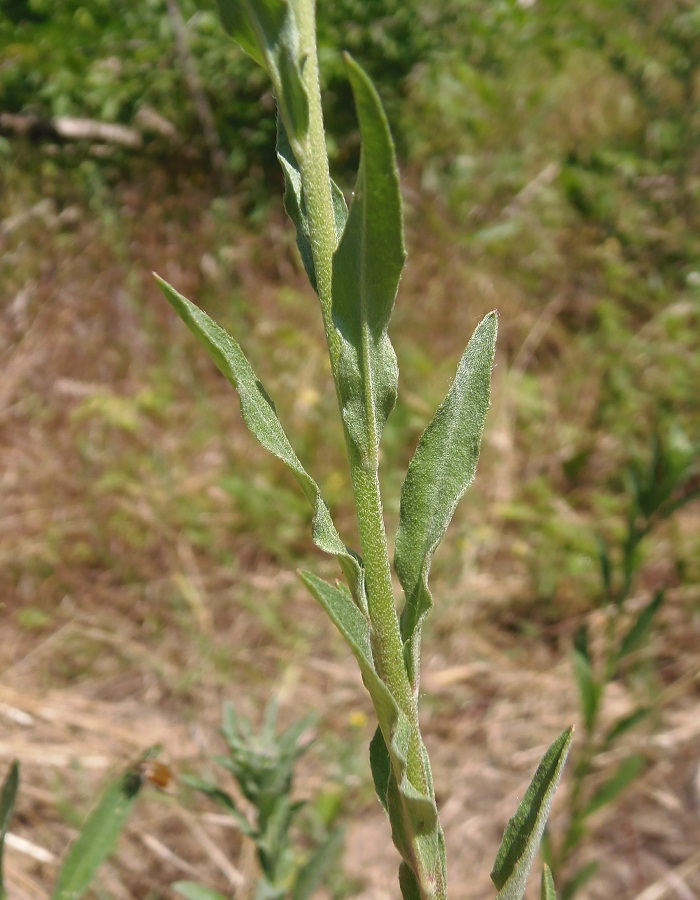 Image of Berteroa incana specimen.