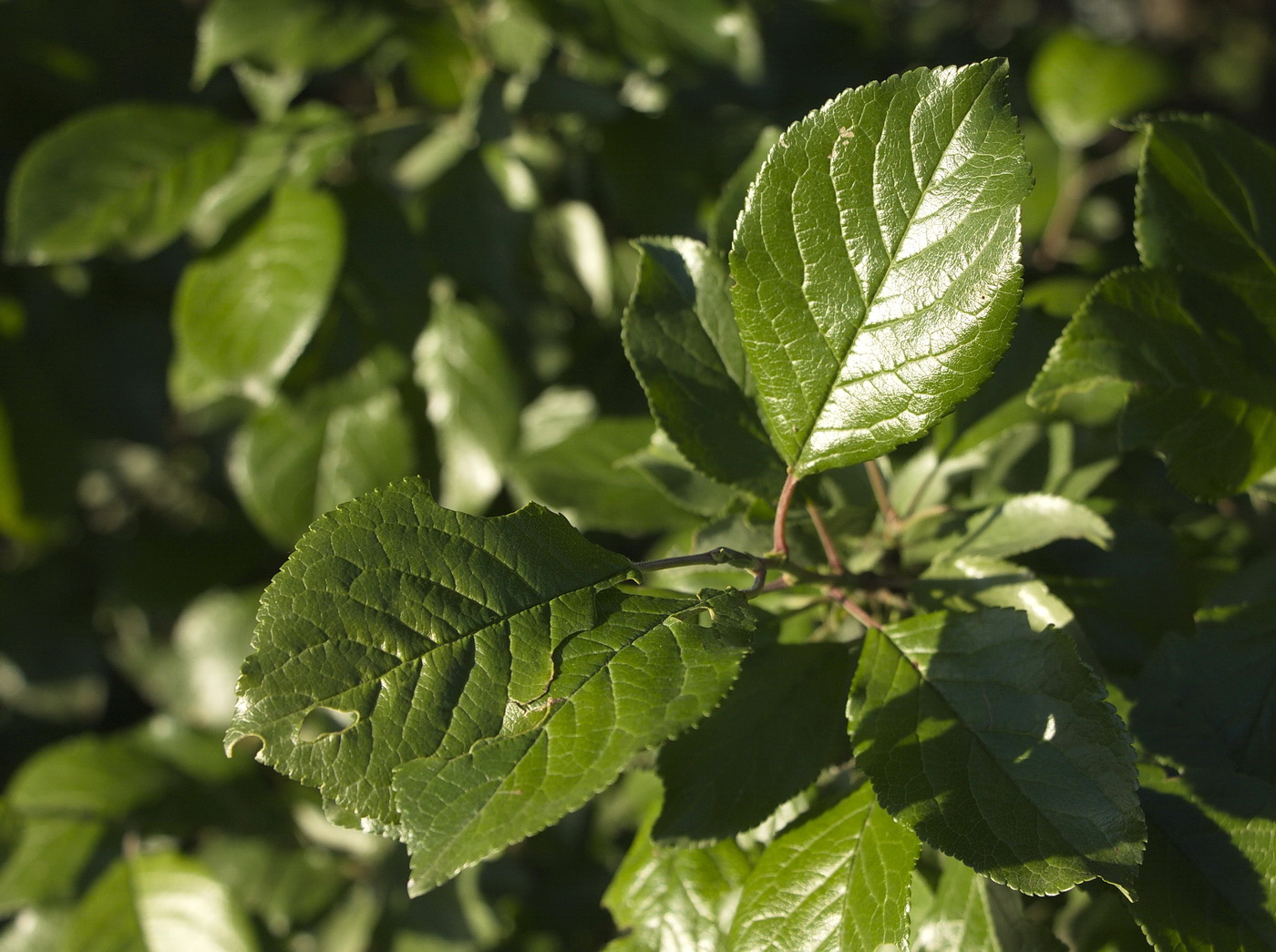 Изображение особи Prunus domestica.