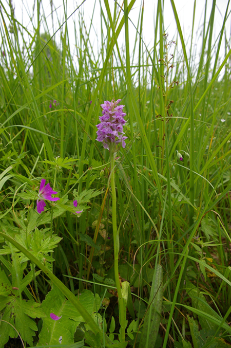 Изображение особи Dactylorhiza baltica.