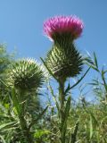 Cirsium vulgare. Верхушки побегов с соцветиями. Казахстан, г. Тараз, дно долины р. Карасу на краю тростниковых зарослей. 31 июля 2016 г.