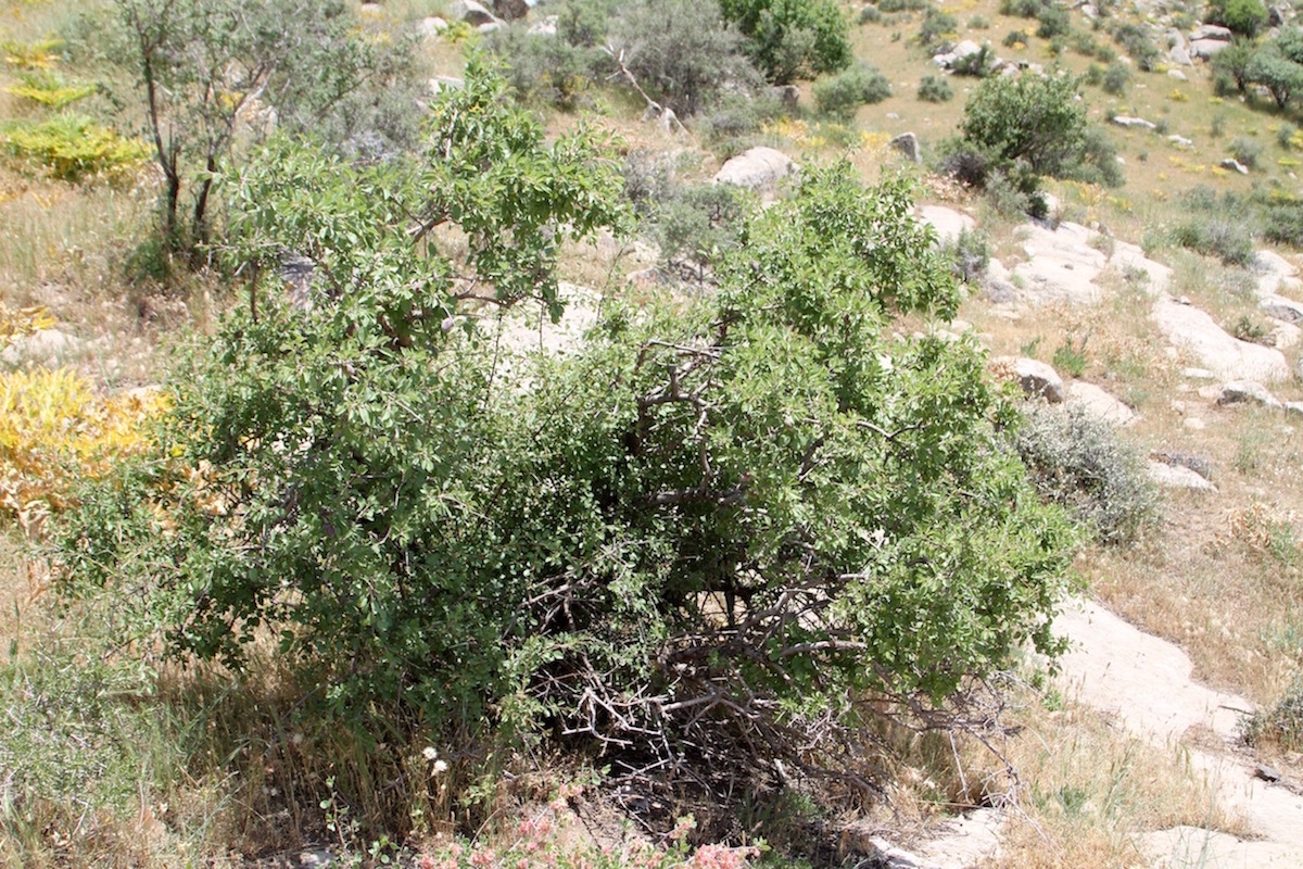 Image of Amygdalus bucharica specimen.