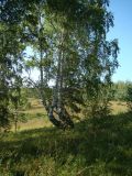 Betula pendula