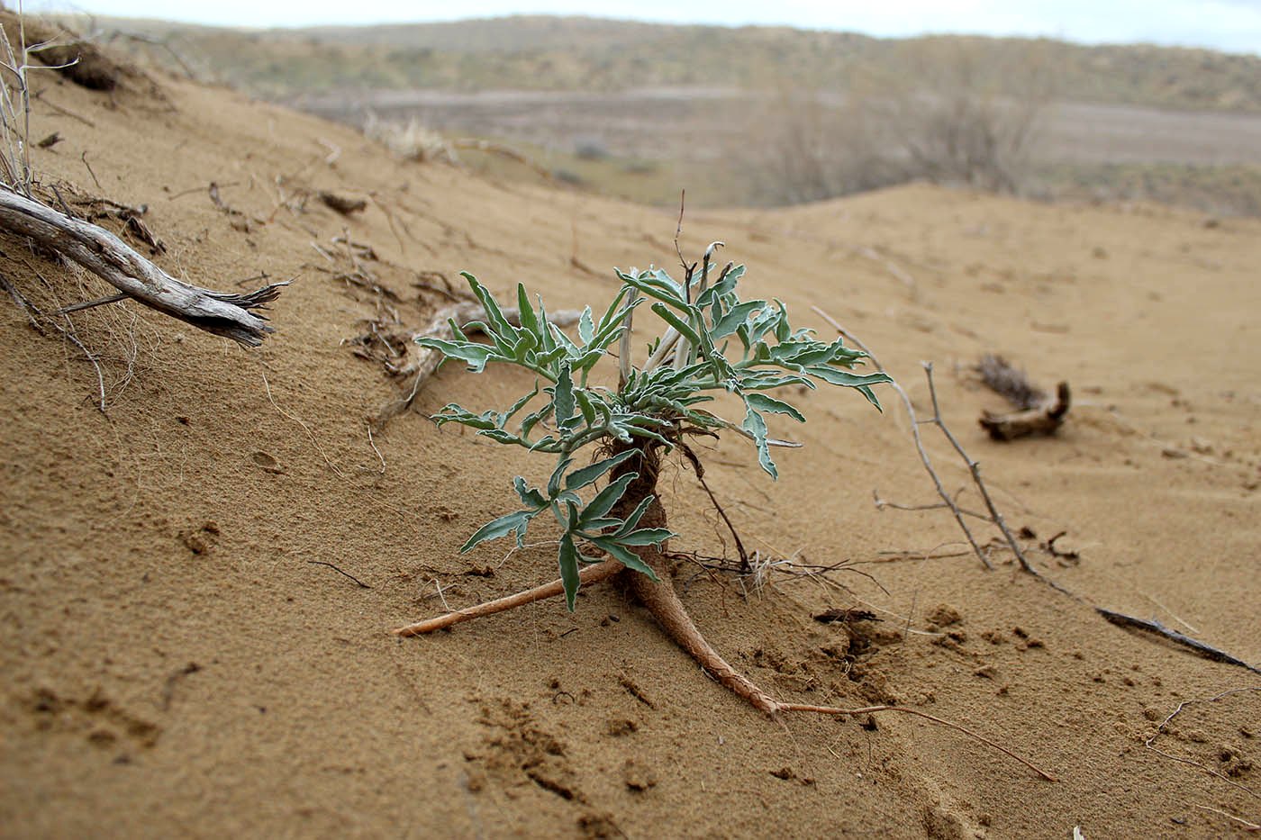 Image of Dorema sabulosum specimen.