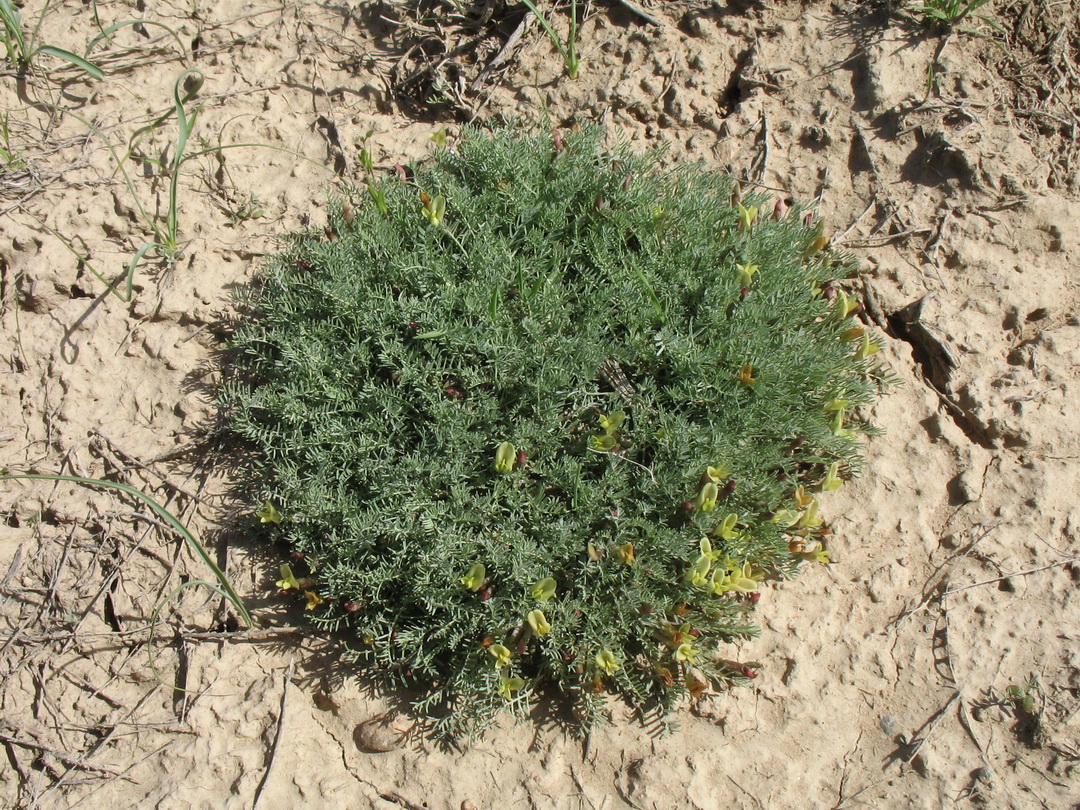 Image of Astragalus dianthus specimen.