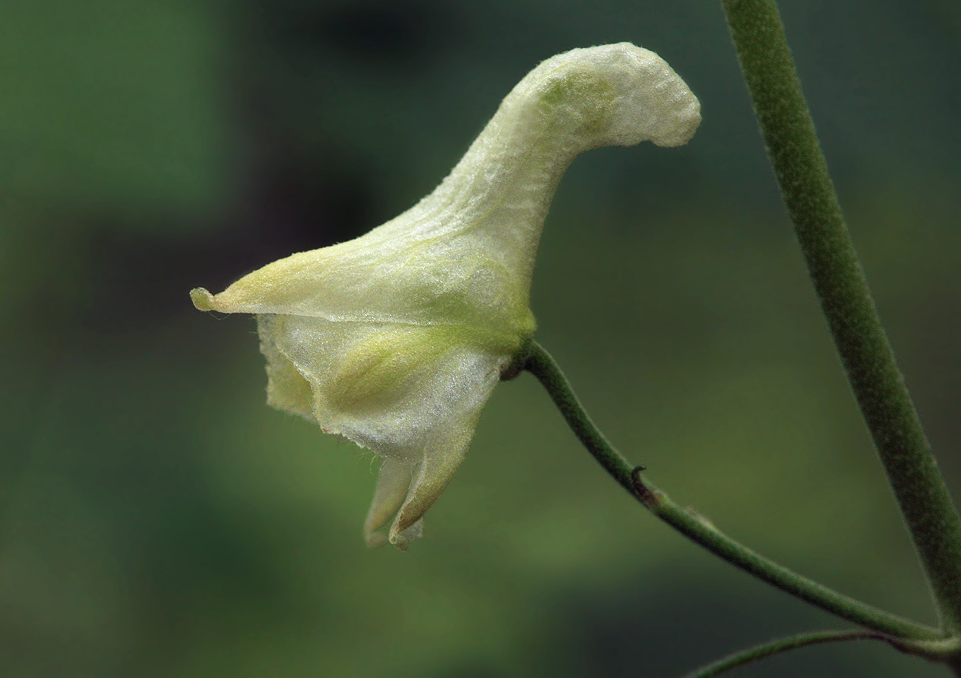 Image of Aconitum ranunculoides specimen.